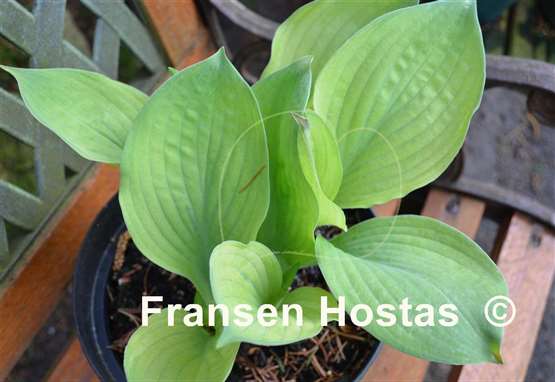 Hosta Dixie Ghost